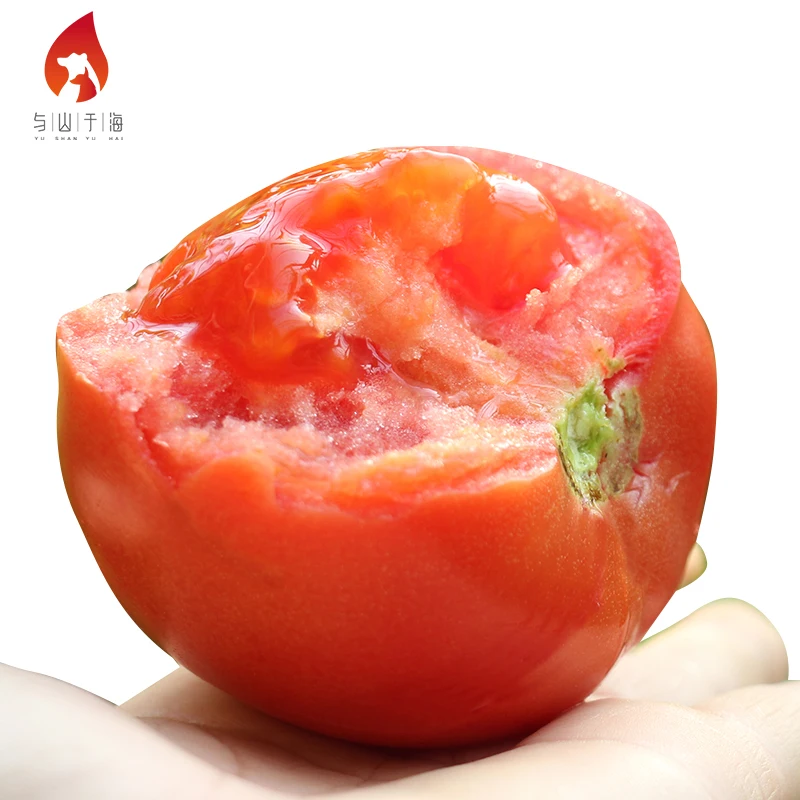 Farmhouse Careful Planting Shipping Fresh Tomatoes China Brand Names Fresh Tomato