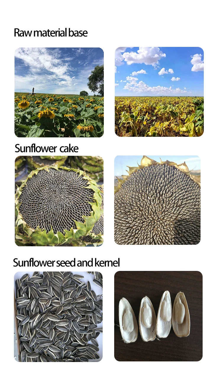Sunflower Seeds Black With White Stripe 361 363 601