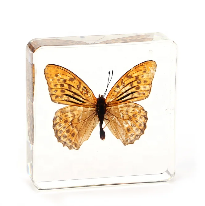 Factory Hot Sale Resin Crafts block Butterfly Real Insect Biological Specimen Animal Pattern Taxidermy Gift resin specimen