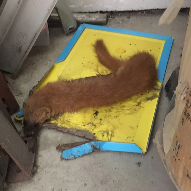 factory wholesale mouse trap paper sticky glue board pest trap sticker rodent repellant control glue mouse traps