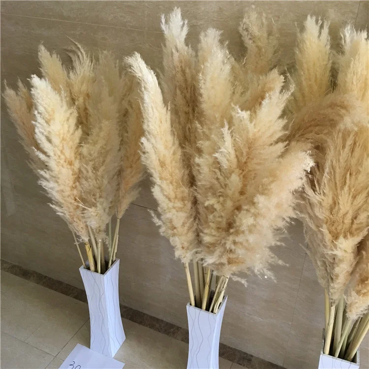 New Harvest B-5500 hot selling White Large Plume Natural Real Preserved Dried Pampas Grass for Home decor