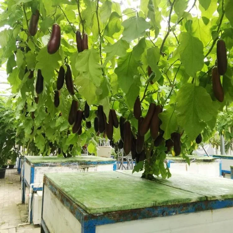 
Good price Commercial Galvanized Steel Frame Glass Greenhouse with Automatic Hydroponic Irrigation Growing System 