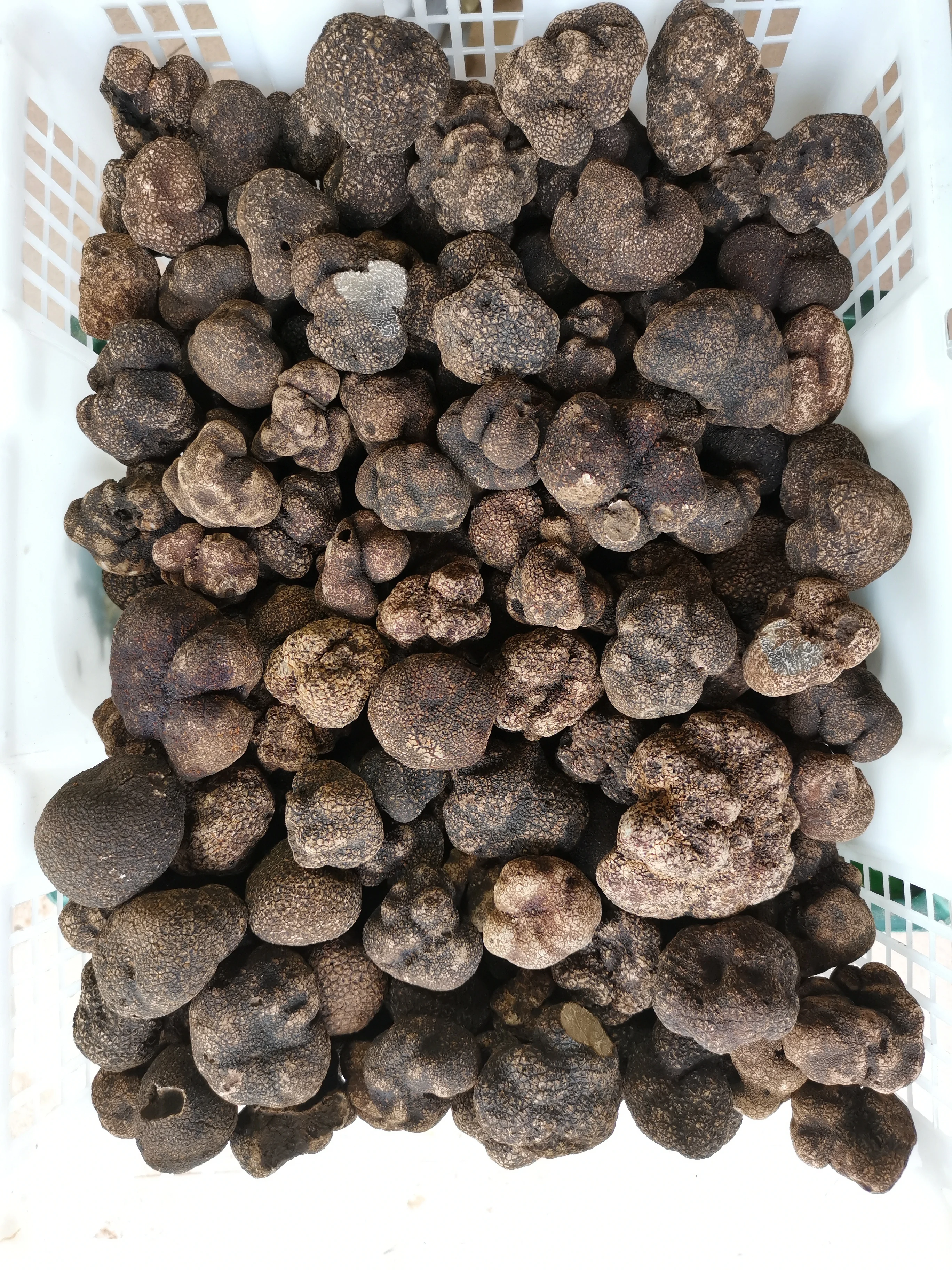 Новый сезон, дикий свежий китайский зимний черный трюфель