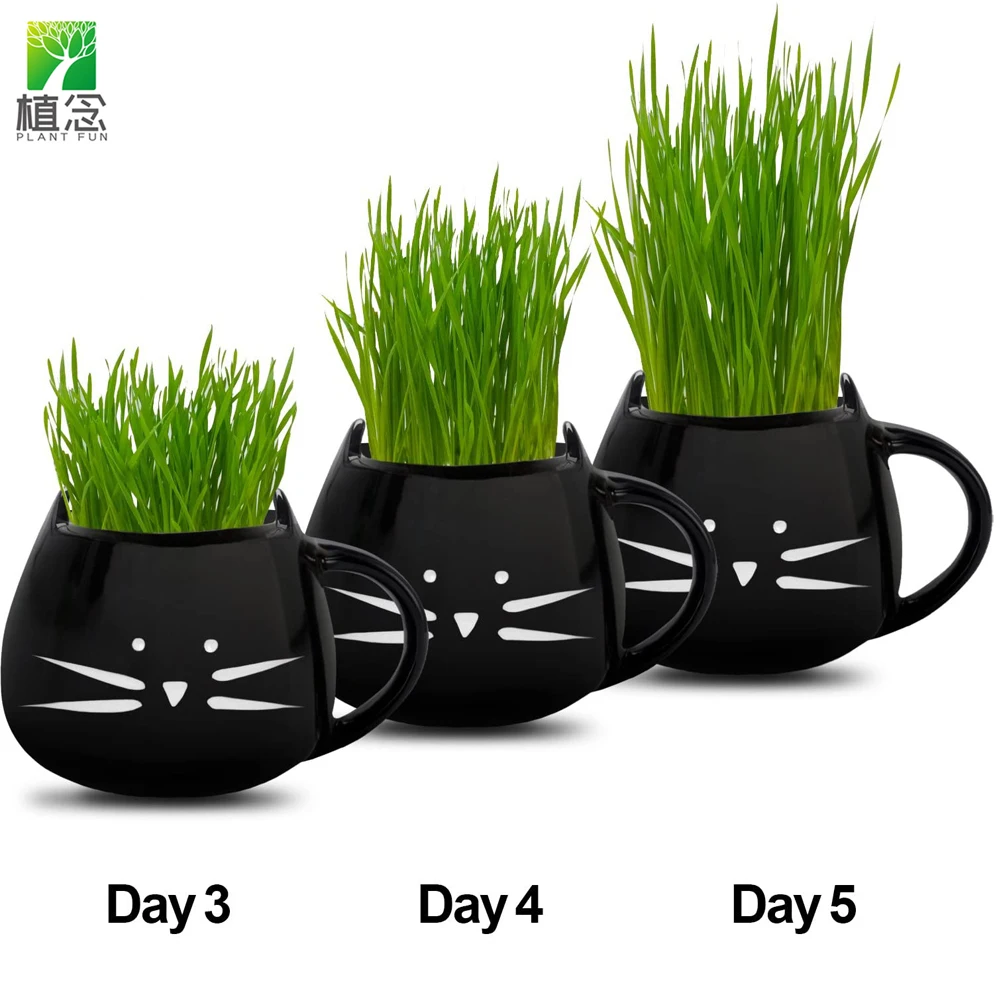 New arrival 100% Organic Cat Dog Grass seeds Growing Kit