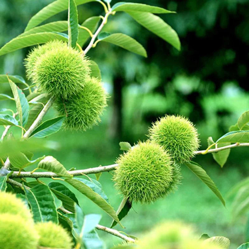 2020 New Crop Hebei Origin Chinese Harvesting Fresh Chestnuts