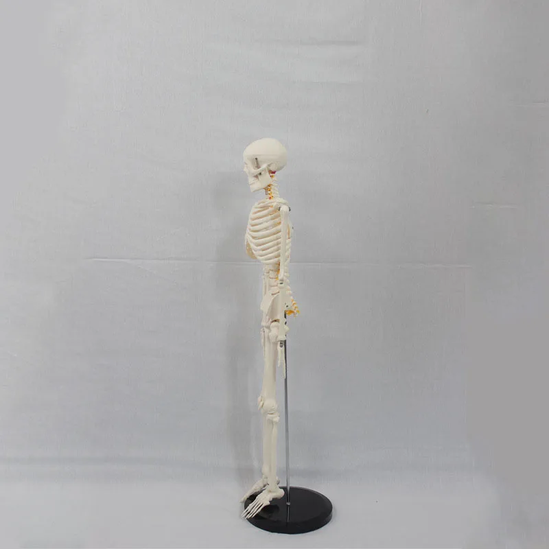 85CM Flexible Human Skeleton Model With Nerve