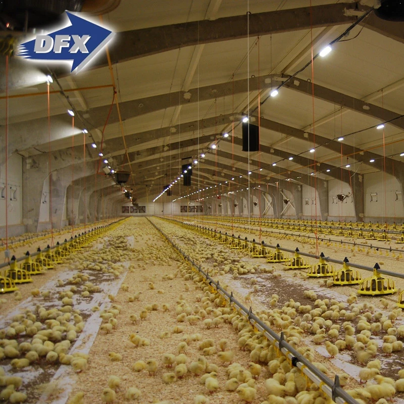 Qingdao modular steel structure poultry fattening chicken shed with breeding equipment system