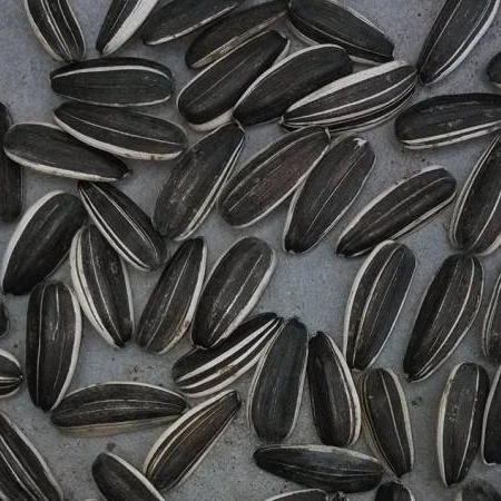 Sunflower Seeds, Top Supplier, Factory price