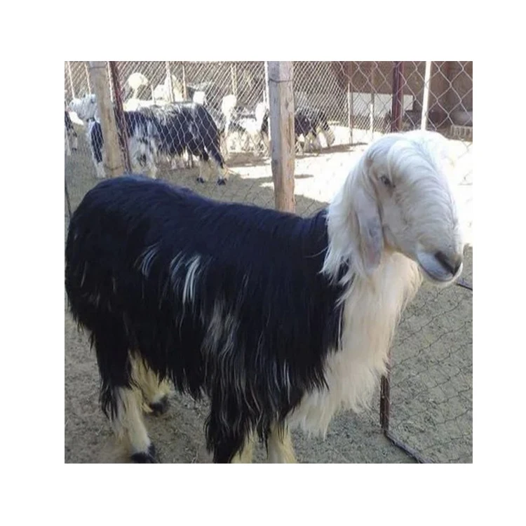 Premium Hay For Cattle Feeding Naimi Najdi Sheep Animal Feed Cattle Sheep Dairy Cow Goat Supplement Premix Feed