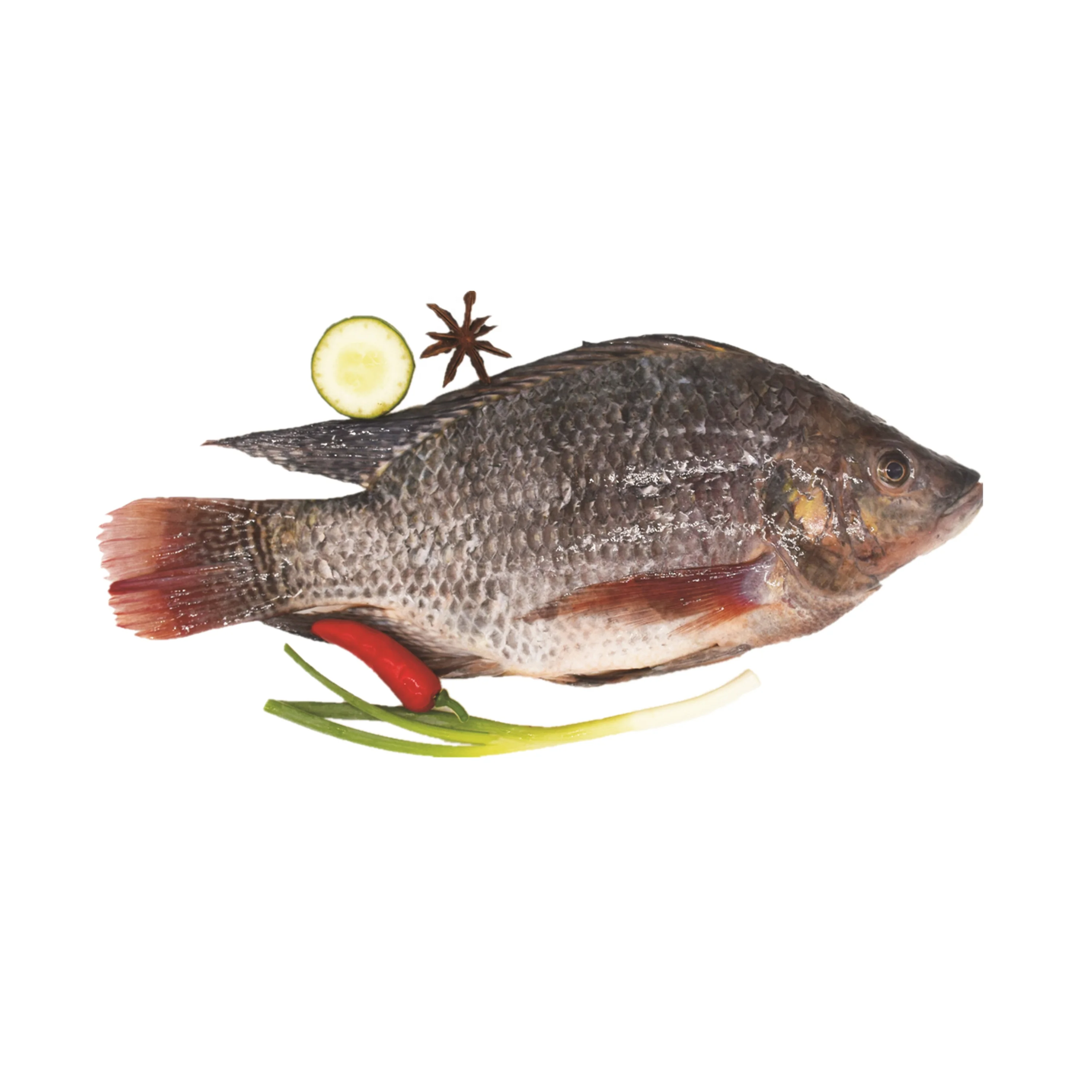 
Factory Supply Frozen Whole Round Tilapia Fish 