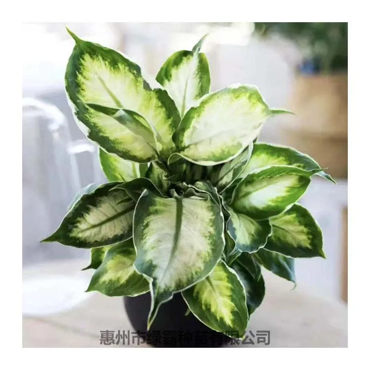Popular Chinese Evergreen plant  White Moonlight Aglaonema  artificial plant bonsai