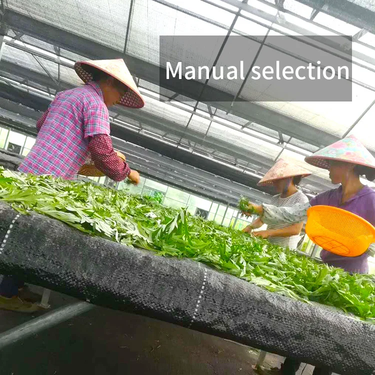 
medical Best sale moxa cone high quality moxa roll moxibustion Moxa stick for bar 