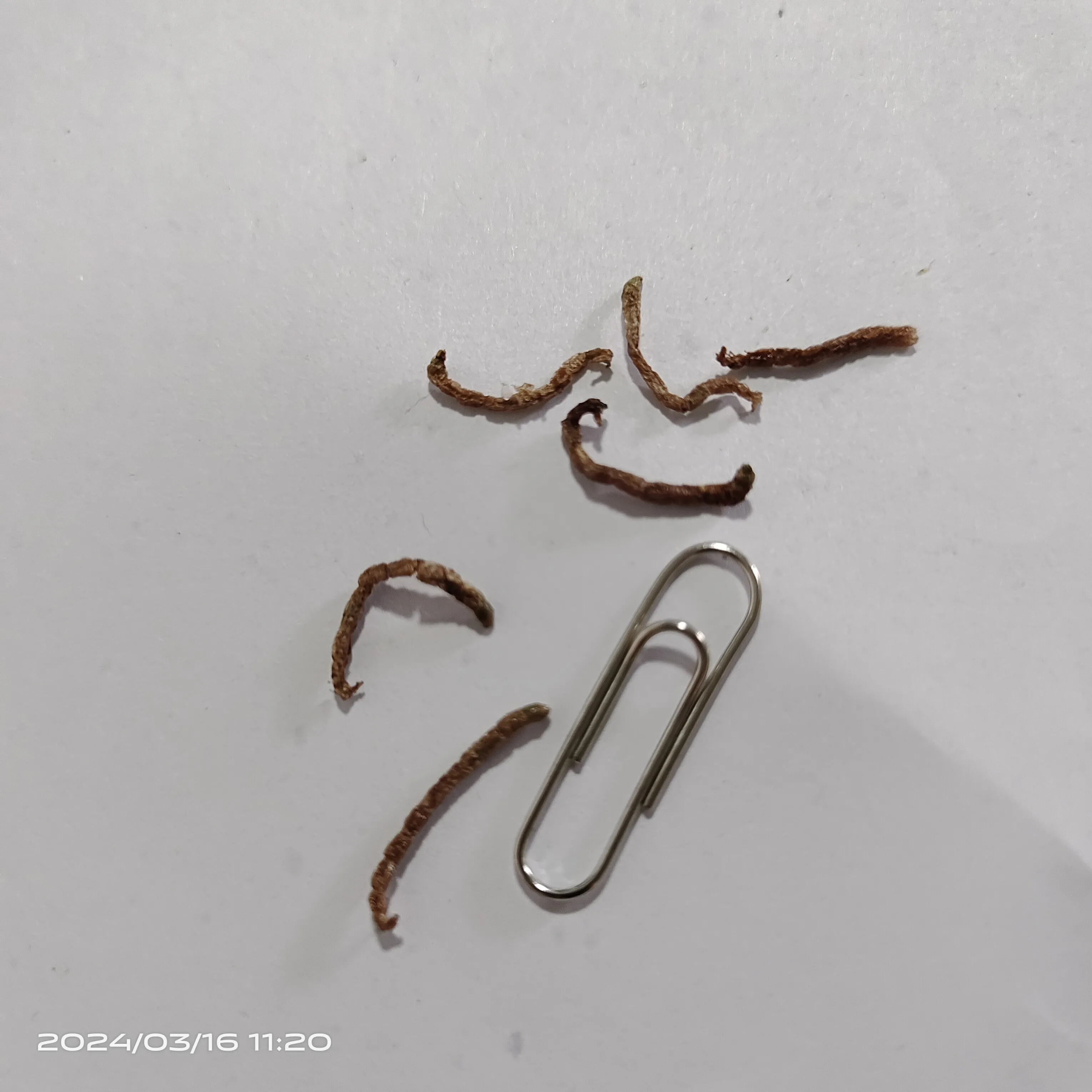 high quality high protein dried blood worms for animal feed pet food pet snack bloodworm fish food