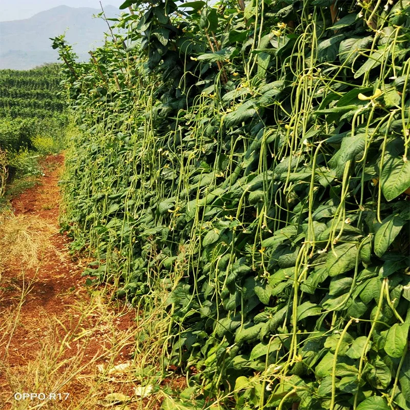 
High yield four seasons long green bean seeds from China 