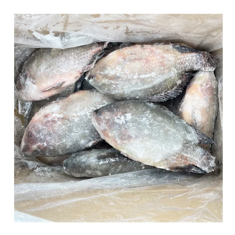 Wholesale Tilapia Fish 500-800G Frozen Tilapia Exporters