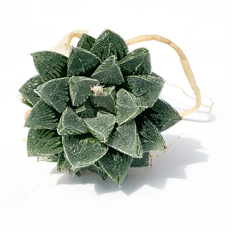 
factory indoor onsai large quantity for sale 