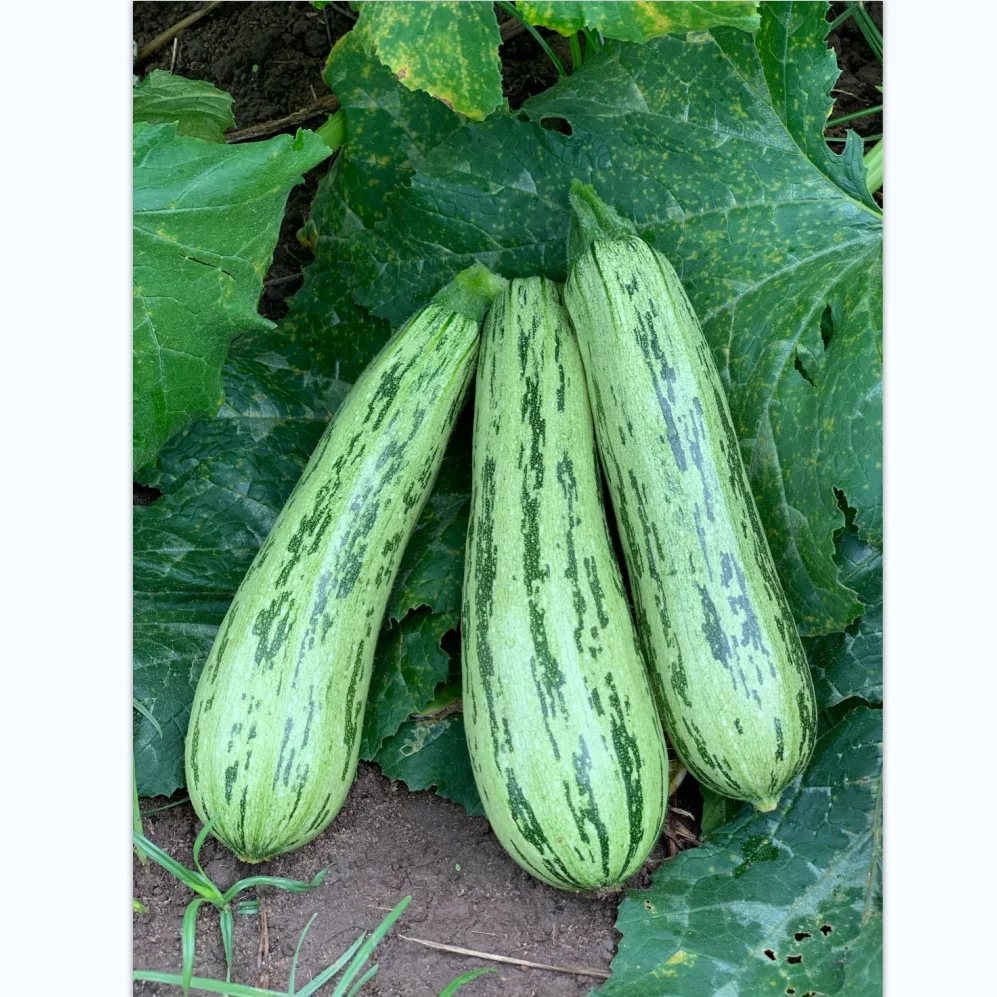 Семена овощей и тыквы CNUS 1209 F1 Hybrid F1 темно-зеленого цвета