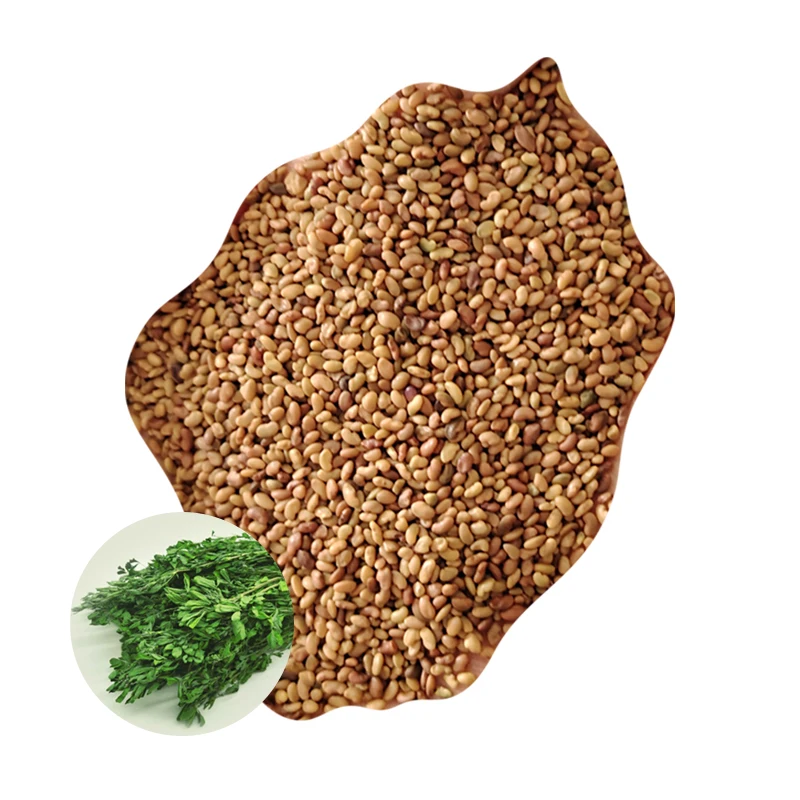 Alfalfa grass seed for cattle sheep duck goose, Alfalfa seeds with many years grow plants good quality Sweet elephant grass root