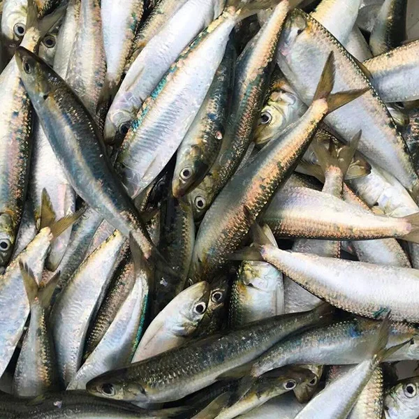 Good quality frozen sardine bait tuna fishing