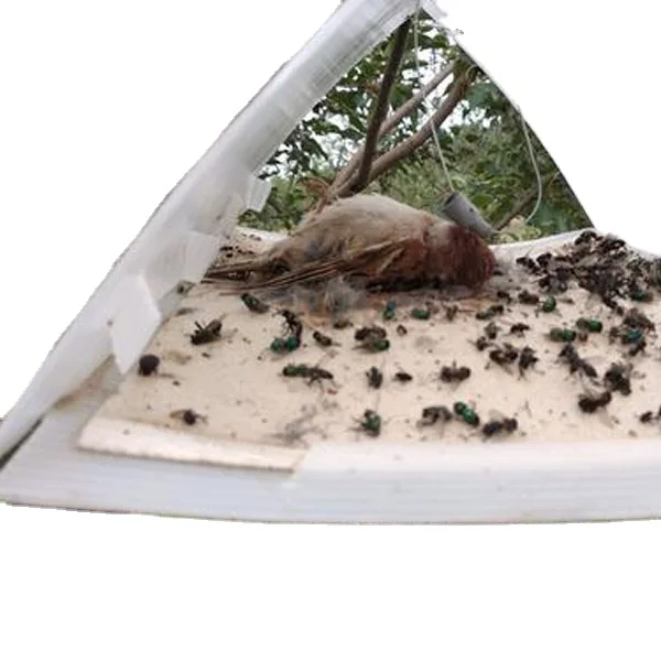 Organic Codling moth bait Cydia pomonella sex pheromone lure for fruit protect