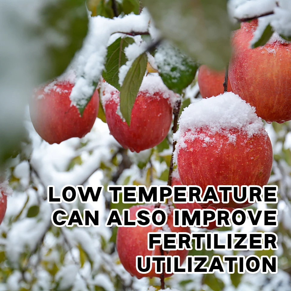 Full Nutrients Nitrogen Phosphate Potassium Fertilizer Water Soluble 20-20-20 fertilizer for Fruit