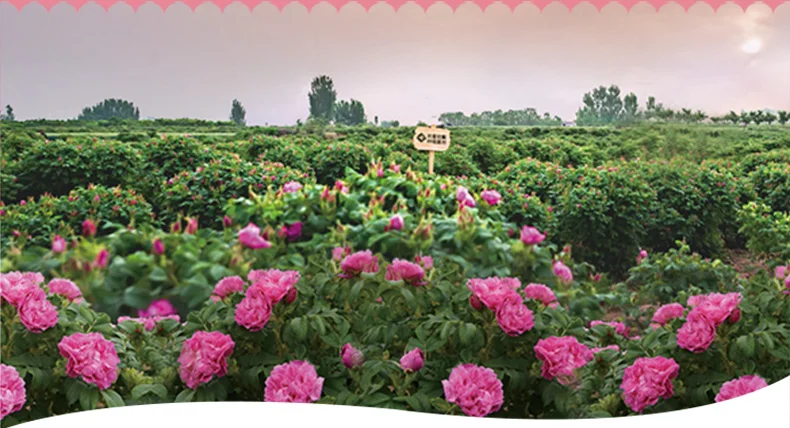 Dried Rose Petal Tea Aromatic Premium Dried Rose Buds Tea