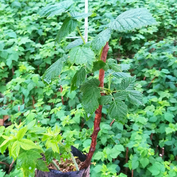 
Red yellow purple black color fruit divided layer Chinese raspberry plants 