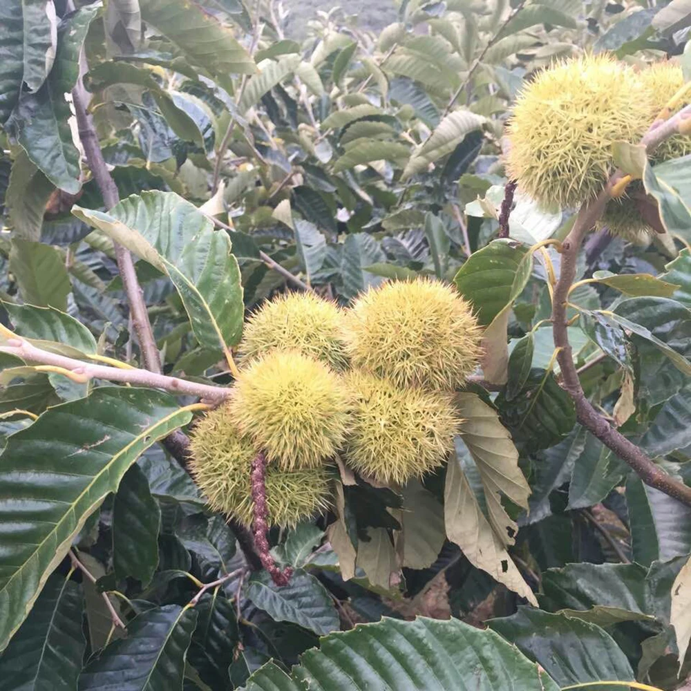 2021 New Crop Yanshan Harvesting Best Fresh Chestnuts