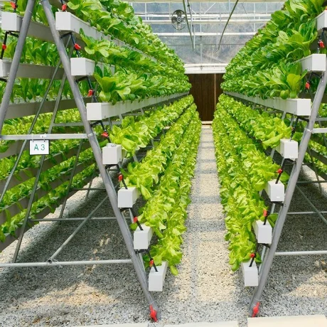Agricultural Hydroponic Lettuce Cultivation Greenhouse Factory