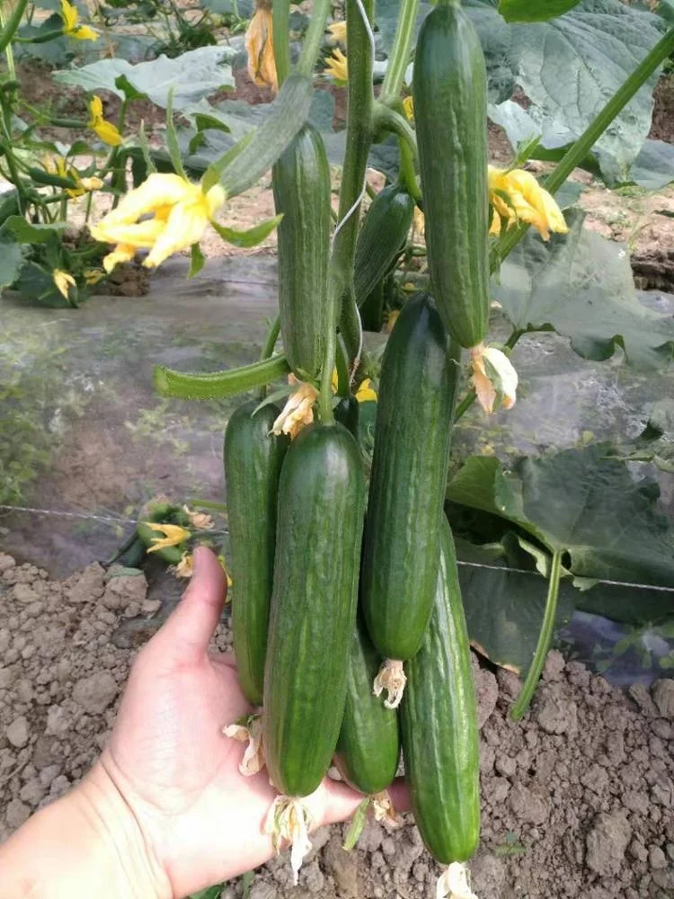 
High Yield Hybrid F1Mini Cucumber Seeds for growing-Rich Yield No.1 
