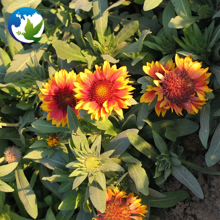 
summer ornamental carnation tropic beautiful cut flower seeds supplier perennial flowers plant seed 