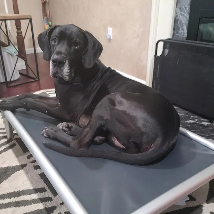 Camping Travel Summer Cooling Durable Aluminum Frame Dog Bed Breathable and Washable Fabric Nest Cooling Elevated Dogs Bed