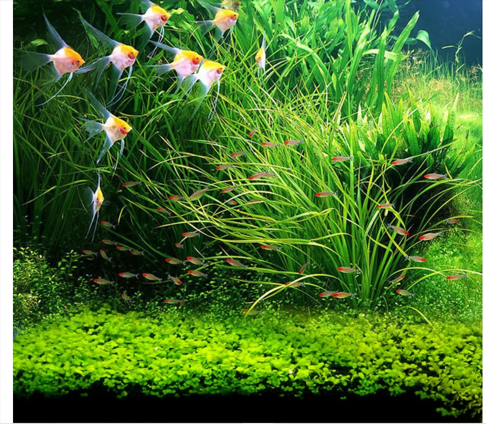 Aquarium Fish Tank High Green Lifelike Underwater real Plant Aquatic Water Grass