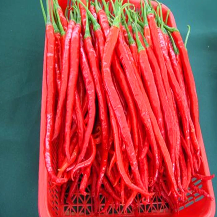 bulk herb spice saffron tea super negin saffron Erjingtiao chili