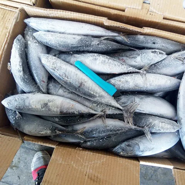 whole small size frozen bonito seafood WR tuna fish from China