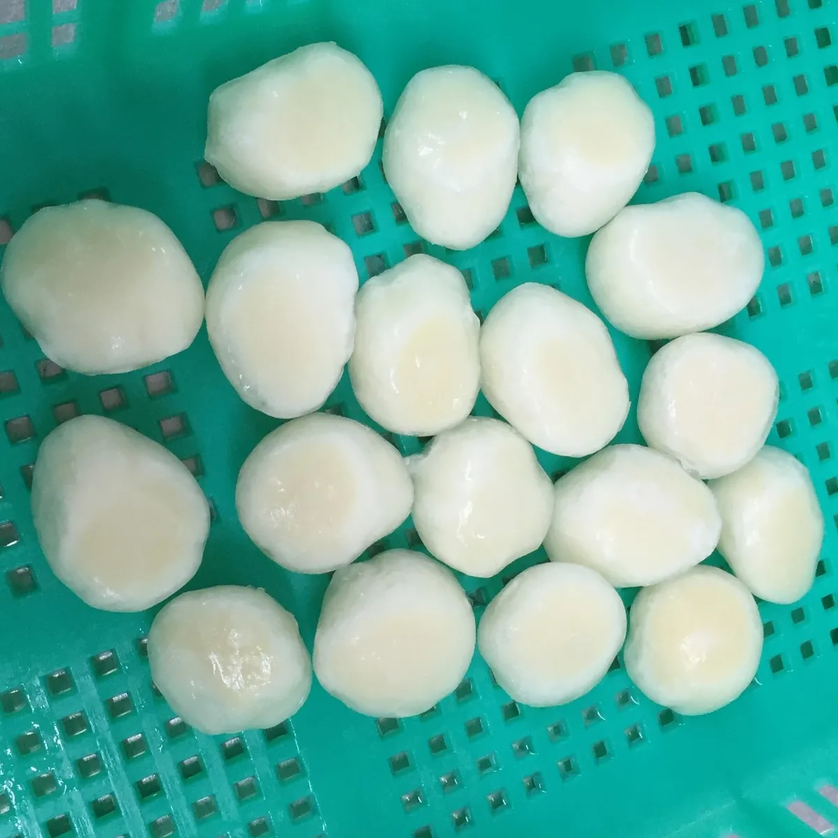 Bulk Packaging bay scallop