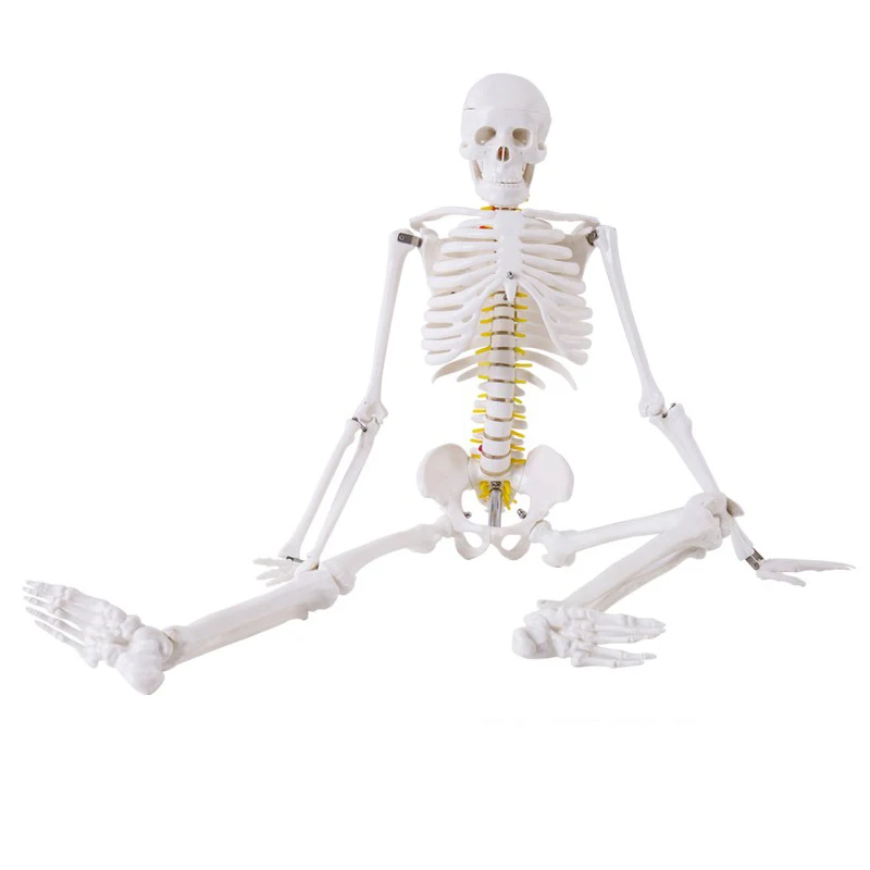 Medical Anatomy PVC Simulation Human Skeleton Model 85cm For Medical Teaching