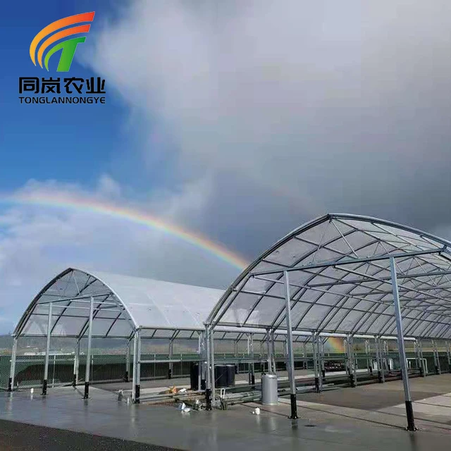 Chinese Factory Agricultural Single Span Greenhouse Tunnel For Tomato