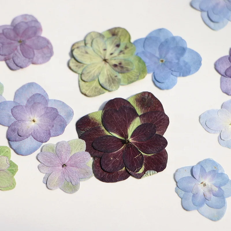 12pcs/pack Double Petal Hydrangea Card Making Supplies Resin Jewelry Natural Plant Eco-friendly Real Pressed Flower