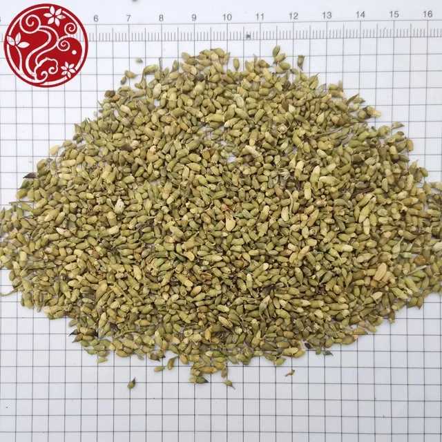 
Sophora japonica L Huai Mi chinese medecine 