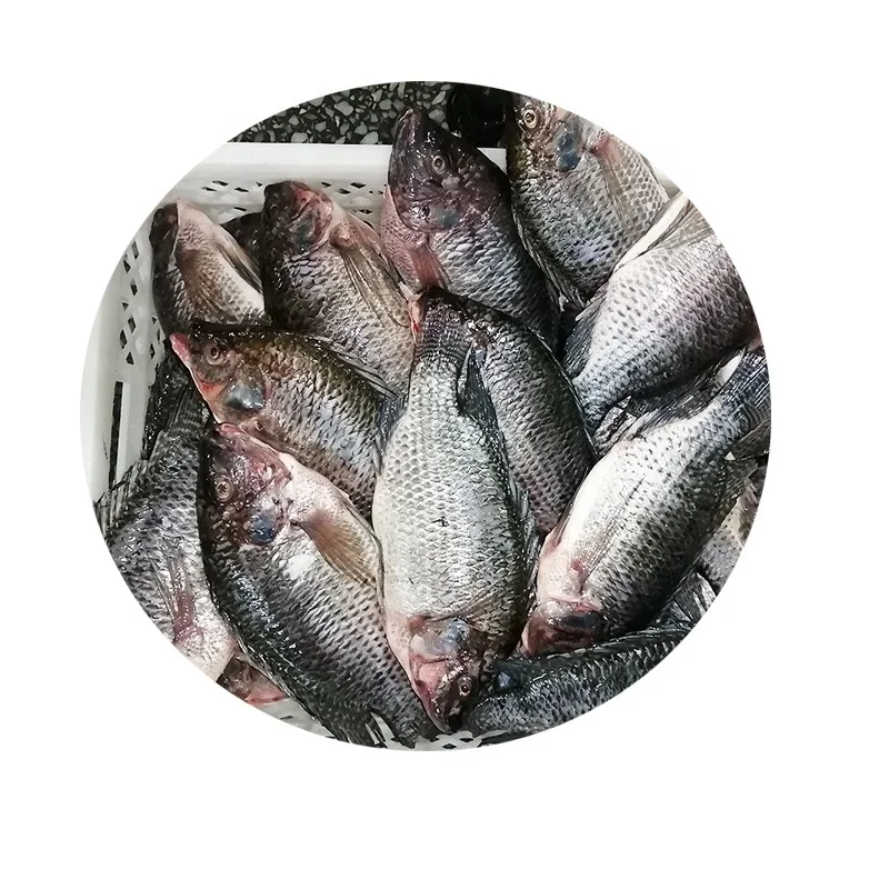  Свежие рыбные филе тилапии морепродукты лучшая замороженная без кожи не требующая химической