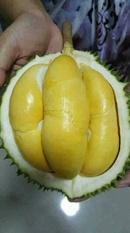 
Thailand Premium Fresh Puangmanee Durian 