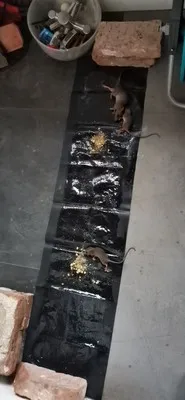 Best Good Selling Mouse Magic Carpet Trap, Long Rat Mouse Glue Traps, Disposable Rat Trap