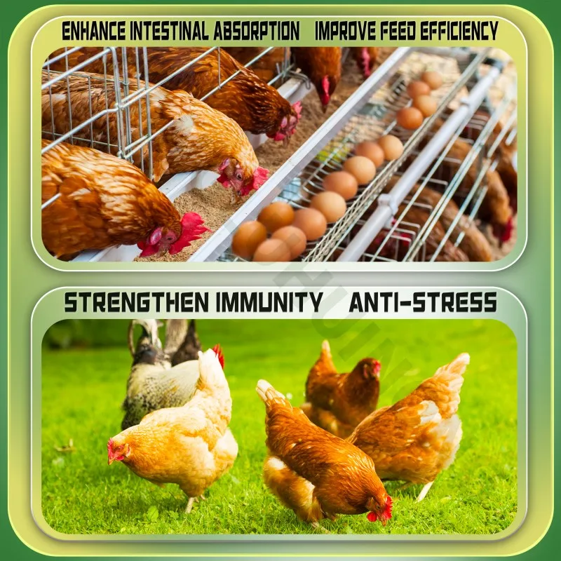 AC3E Vitamin Powder digestive enzymes supplements digestive health supplements increase animal growth