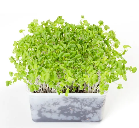 2020 оптовая торговля семена профессиональные высокое качество микрозеленые Mizuna зеленые семена микро зелени