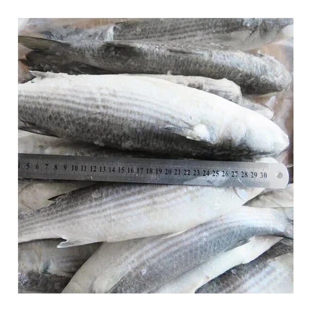 frozen fish seafood grey mullet