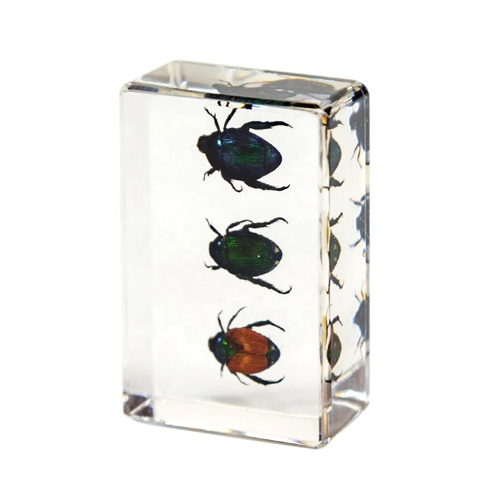 real beetles resin crafts three different kinds of beetles bugs in resin cube customized decoration for home living room