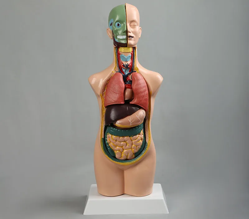 Teaching aid equipment medical teaching organs skeleton medical body anatomy human model torso