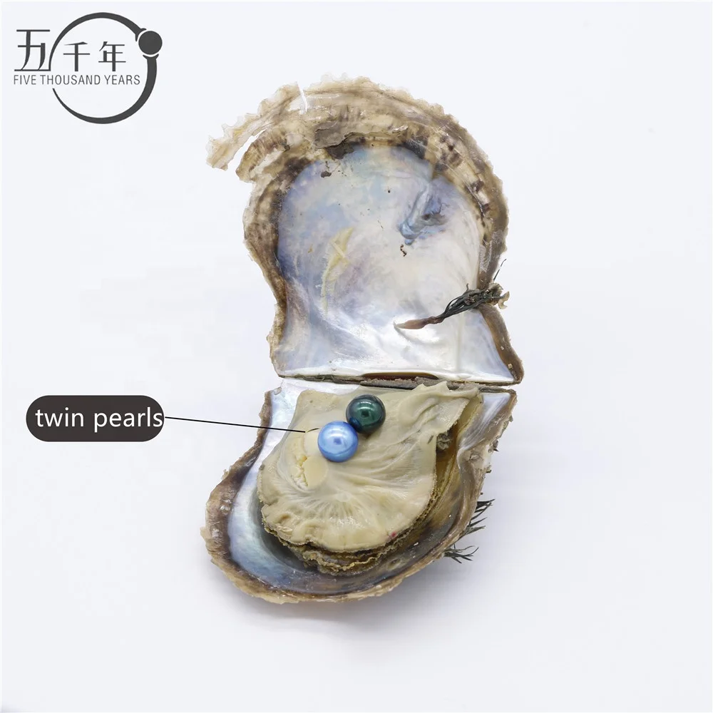 Wholesale 6-8mm colorful AAAA  grade freshwater round pearl akoya oyster twin pearls in per akoya oyster with Vacuum-Packed