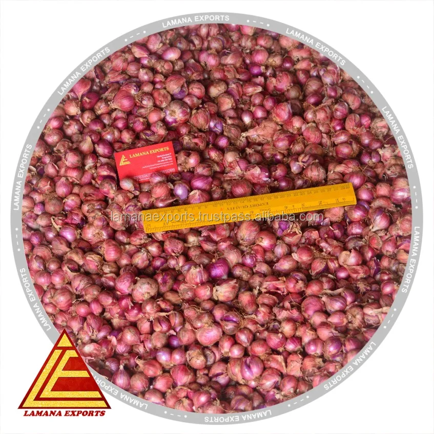 Новый Урожай из шалота для экспорта, Малайзия, Сингапур